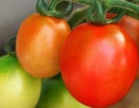 ”Сеньйор помідор” вилікує шлунок та знизить тиск